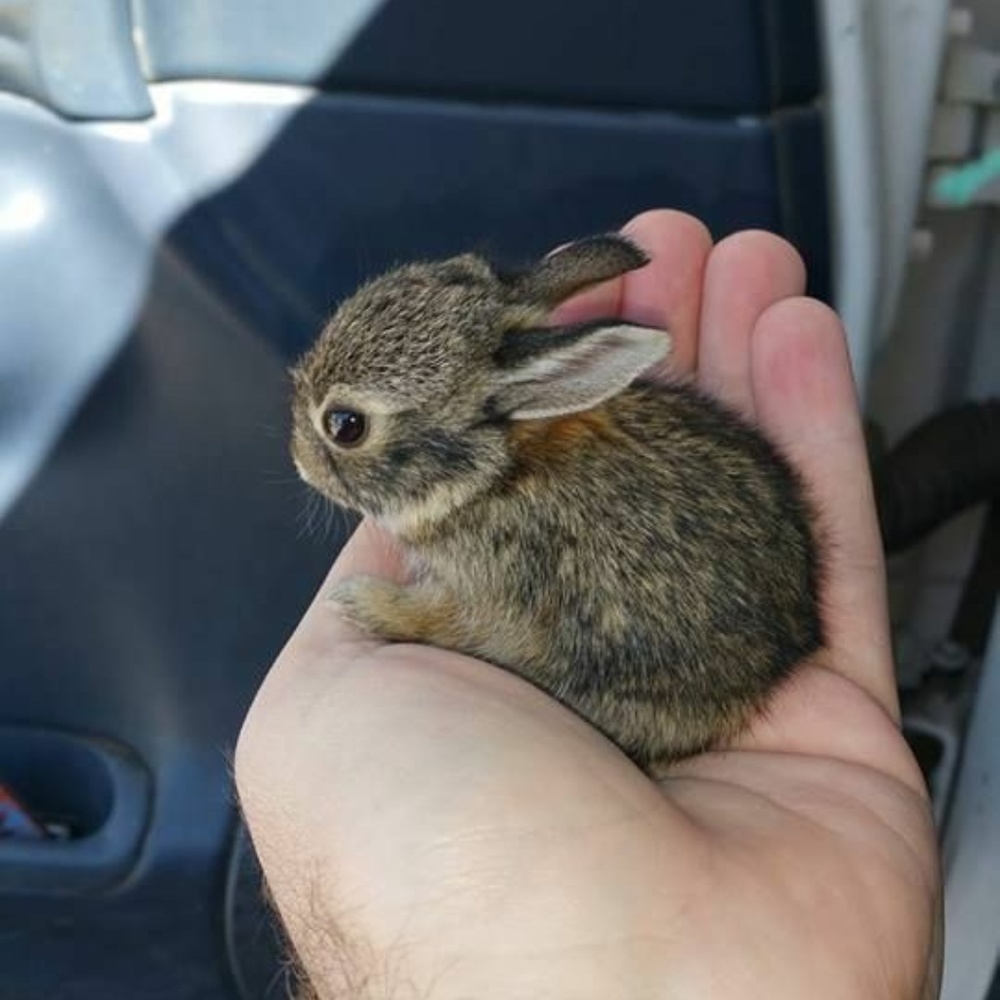 Meet your Posher, Lady